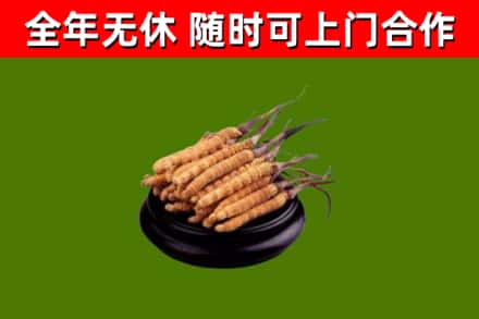 鸡东回收散虫草