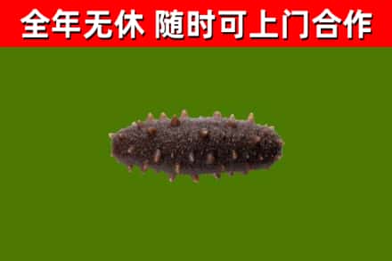 鸡东回收海参干
